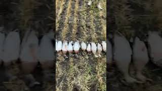 YouTube Video for This Hunt is Live fall hunting goose duckhunting waterfowling huntinseason [upl. by Noned]