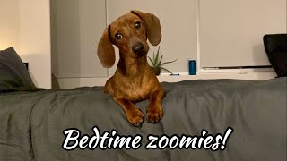 Mini dachshund night zoomies [upl. by Marder]