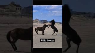 Wild horses being wild 🤯horse animals wild nature fight survival farm viralshorts fyp [upl. by Marasco]