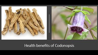 Codonopsis Benefits [upl. by Krystalle]