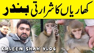 Kharian City Gujrat Main Shararti Bandar Kay Sat Vlog Video [upl. by Ennovad]