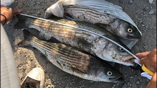 Limit out a week straight of Striper at Alviso San Jose CA HookampCook Oct 26 2020 [upl. by Carrnan]