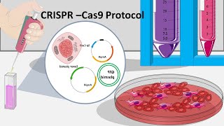 CRISPR Cas9  How CRISPR can be performed in the lab [upl. by Eugaet99]