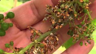 Vit Minute Downy Mildew [upl. by Anidualc]