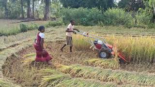 Paddy Cutter Machine At Gatamaha K Nuagaon Kandhamal [upl. by Crissie]