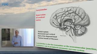 Michael Hasselmo on Neuromodulation and cortical function  Part 1 [upl. by Darce]