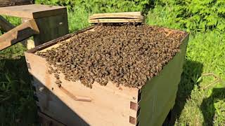 Honey Bee Expert Shares Top Swarm Relocation Secrets [upl. by Fina667]