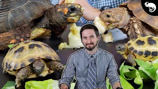 Why Tortoises Are The Best Pet Reptiles [upl. by Koo861]