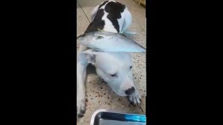 Nomyen the pitbull eats raw hamachi ASMR [upl. by Pauwles]