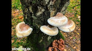 Birkenporlinge ernten und verarbeiten  Heilpilz  Vitalpilz  Piptoporus Betulinus [upl. by Deland882]