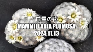 白星の花 Mammillaria plumosa 2024 11 13 [upl. by Eciral263]