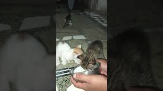 Best camera shorts 34cat kitten funny video [upl. by Anastos]