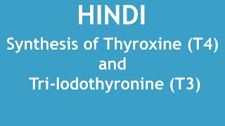 Synthesis of thyroxine T4 and triiodothyronine T3 HINDI  Dr Shikha Parmar [upl. by Penland]