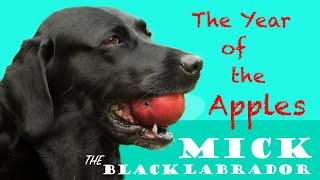 Mick the Black Labrador  The Year Of The Apples [upl. by Kellia]