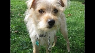 Tramp a Wire Haired Terrier Mix [upl. by Newmann]