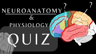 Neuroanatomy Quiz Anatomy and Physiology of the Cerebrum Lobes Gyri amp Sulci anatomyquiz shorts [upl. by Silirama]