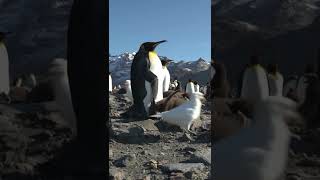 Gold Harbour South Georgia The empire of the King Penguin 🐧 [upl. by Mureil183]