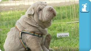 Wrinkly Shar Pei Puppy Gives Himself a Good Scratch  Puppy Love [upl. by Marve]