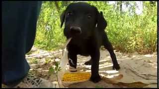 Pointing Lab Pups  Poudre River Gundogs  wwwpoudrerivergundogscom [upl. by Enrahs]