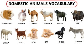 Domestic Animals Vocabulary l 30 Domestic Animals Name In English With Pictures l Listen amp Practice [upl. by Htaek37]