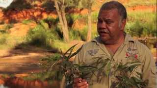 Plants uses and medicines near Woorabinda with Steve Kemp [upl. by Cathee809]