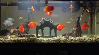 Gold Severum and Red blood Parrot aquarium [upl. by Madeline]