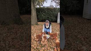 Getting the chickens ready for winter 🐔❄️ chickens chickencoop cleaningwithgabie [upl. by Hobart]