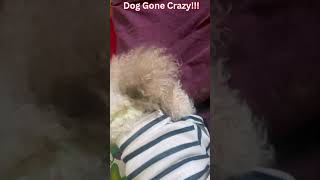 Dog Gone Crazy He is Mad He Is Madder Than shortsvideo dog [upl. by Ainirtak]