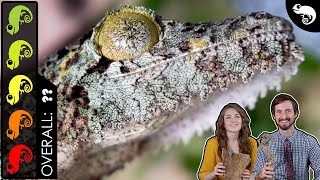 Mossy Leaftailed Gecko The Best Pet Lizard [upl. by Anaer]