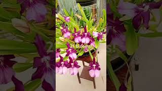 Miltonia spectabilis moreliana Royalty in full bloom shorts orchid blooming [upl. by Welford679]