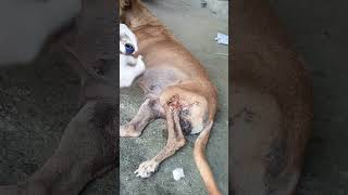 Dogs leg is heavily infection 🥺🐶humanity [upl. by Barde]