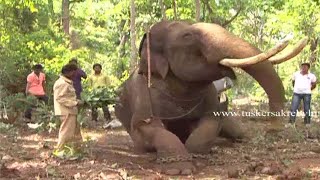 Elephant balarama A rare video [upl. by Assele]