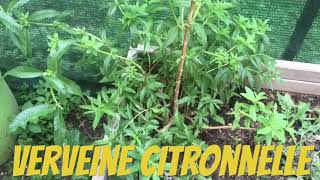 Permaculture La verveine citronnelle Boissons chaude gratuites [upl. by Bobette]