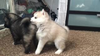 Best Bowtie Pomsky Love  Pomsky Mini Husky Playing [upl. by Arreyt]