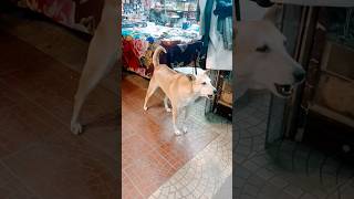 Dog bark song shot dog music short viral trending shortfeed [upl. by Ainaj704]