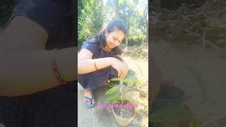 How to grow Tez patta bay leaf  bay leaf plant propagation  gardening bayleaf [upl. by Stila]