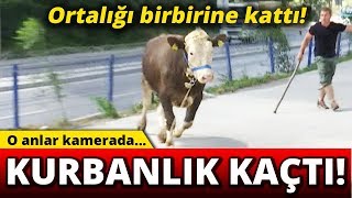 Kaçan Kurbanlık Zor Anlar Yaşattı [upl. by Amsirp]