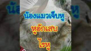 วิธีรักษาแมวเจ็บหู หูอักเสบ ไรหู  Cats Ear Mites  Cat Ear Care  EP4 [upl. by Kiele]