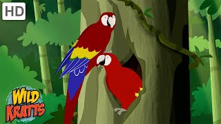 The Scarlet Macaw  One of the Worlds Largest Parrots  Wild Kratts [upl. by Lesh]