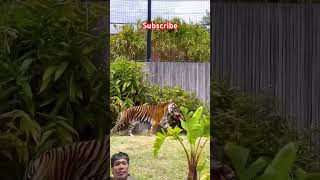 Tigers power tigerlife animals tigercat trendingshorts plslikesubscribe viralshort trending [upl. by Eglantine]