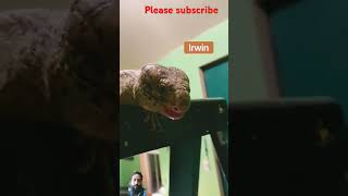 animals animals reptiles turtle tortoise wildlife thanksgiving funnyanimals youtubeshorts [upl. by Ymiaj712]