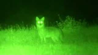 Tracking Coyotes with Night Optics USA D760 Night Vision Scope [upl. by Sasnett]