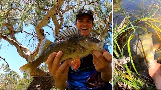 LURE FISHING In Small Creek for BIG Redfin [upl. by Forkey645]