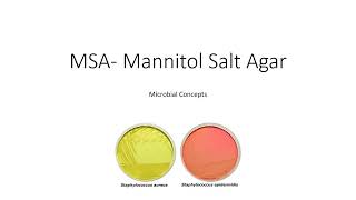 MSA  Mannitol salt agar  FY  SY Microbiology basics [upl. by Haerdna898]