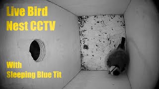 Bird Nest Box Live CCTV 10 October 2024 [upl. by Eerized]