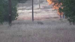 Central Texas Whitetail Doe  200 yds with 2506 [upl. by Alba]