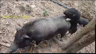 FUUNY PIG  BREED PIG  WHEN PIG LOVE ll Farm VillageP1 [upl. by Almira]