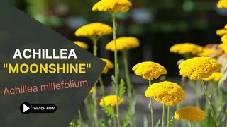 Achillea quotMoonshinequot  Achillea Millefolium  TinyLeaf [upl. by Ened]