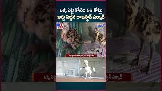 iSmart News  ఒక్క పిట్ట కోసం 56 కోట్లు ఖర్చు పెట్టిన రాజస్థాన్ సర్కార్  TV9 [upl. by Abibah457]