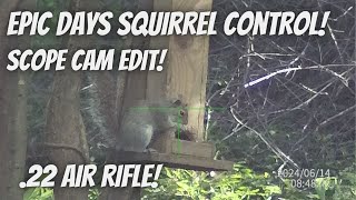 Grey Squirrel control scope cam edit Epic Mornings Squirrel control with Air Rifle [upl. by Eugenia834]